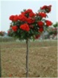 39a007dd-DRVO RUZA.jpg